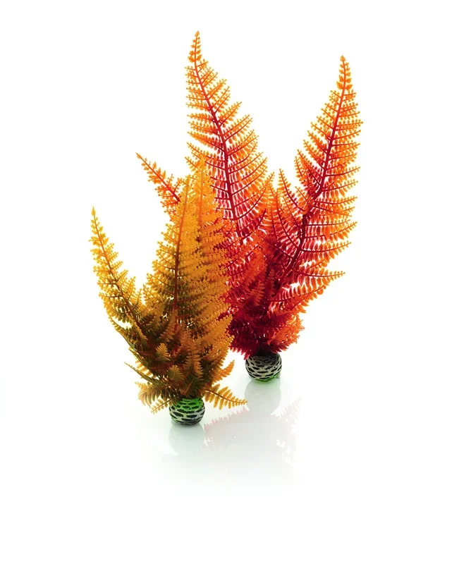 Biorb Autumn Fern Plants – 2 Pack