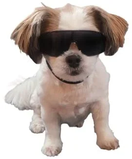 G029 Small Dog Breed 8-18Lbs Pet Puppy Cat Sports Turbo Sunglasses (Turbo Black)