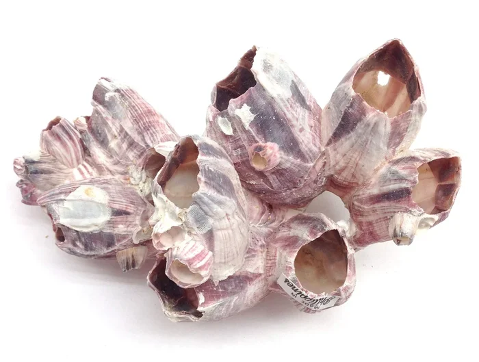 Pepperlonely Purple Barnacles Clusters For Saltwater Aquariums, 5 Inch ~ 7 Inch