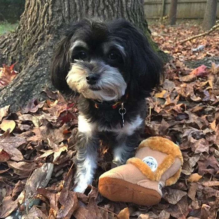 Pugg Boot Dog Toy