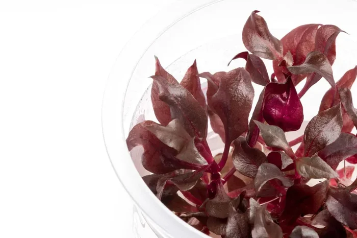 Tissue Culture Live Aquarium Plants | In Vitro Freshwater Aquatic Plants For Small Aquariums And Foreground (Monte Carlo)